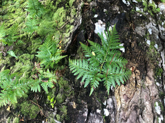 Davallia denticulata