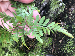 Davallia denticulata