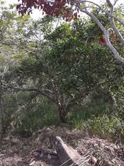Hymenaea