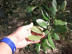 Hymenaea