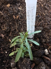 Penstemon heterophyllus australis