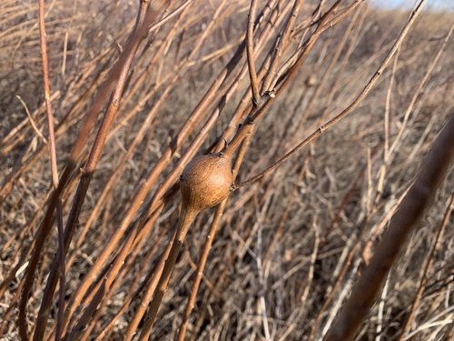 Unknown species found near Stewartstown, PA, US