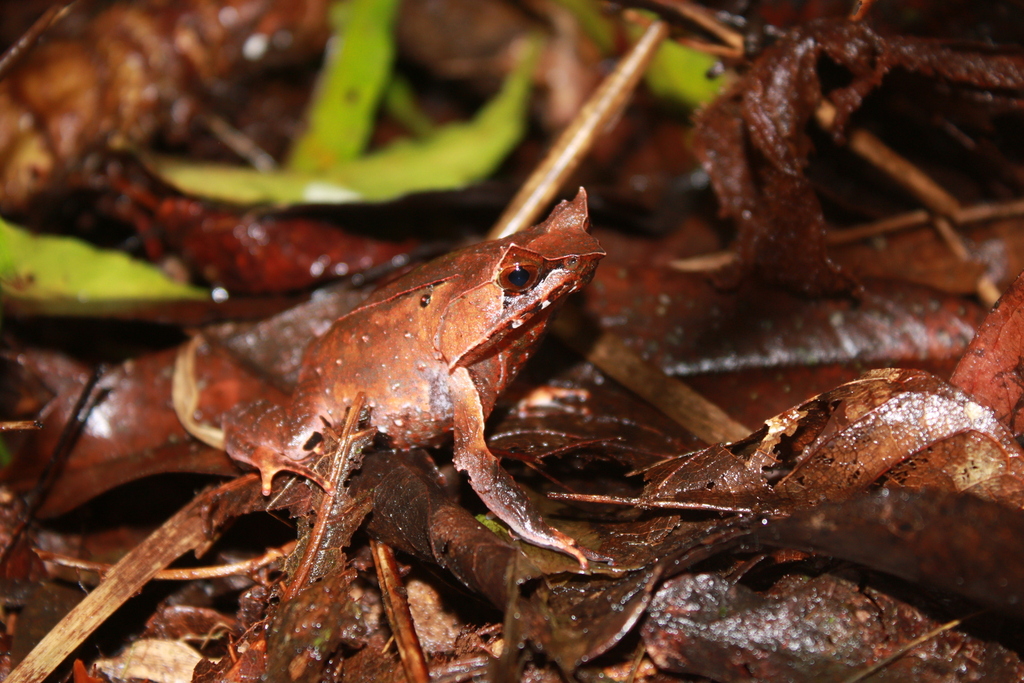 Katak-tanduk gunung (Megophrys montana)