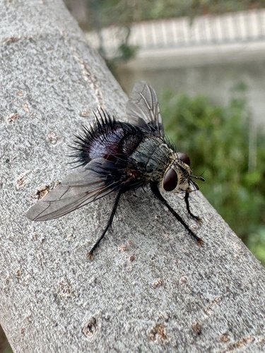Unknown species found near River Walk, San Antonio, TX, US
