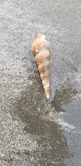 Turritella