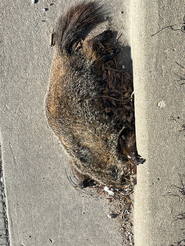 Groundhog observed by doju