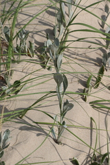 Senecio crassiflorus