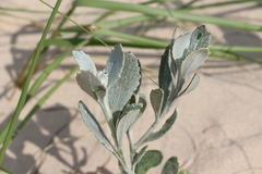 Senecio crassiflorus