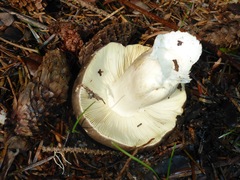Russula occidentalis