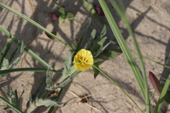 Oenothera mollissima