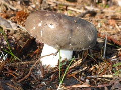 Russula occidentalis