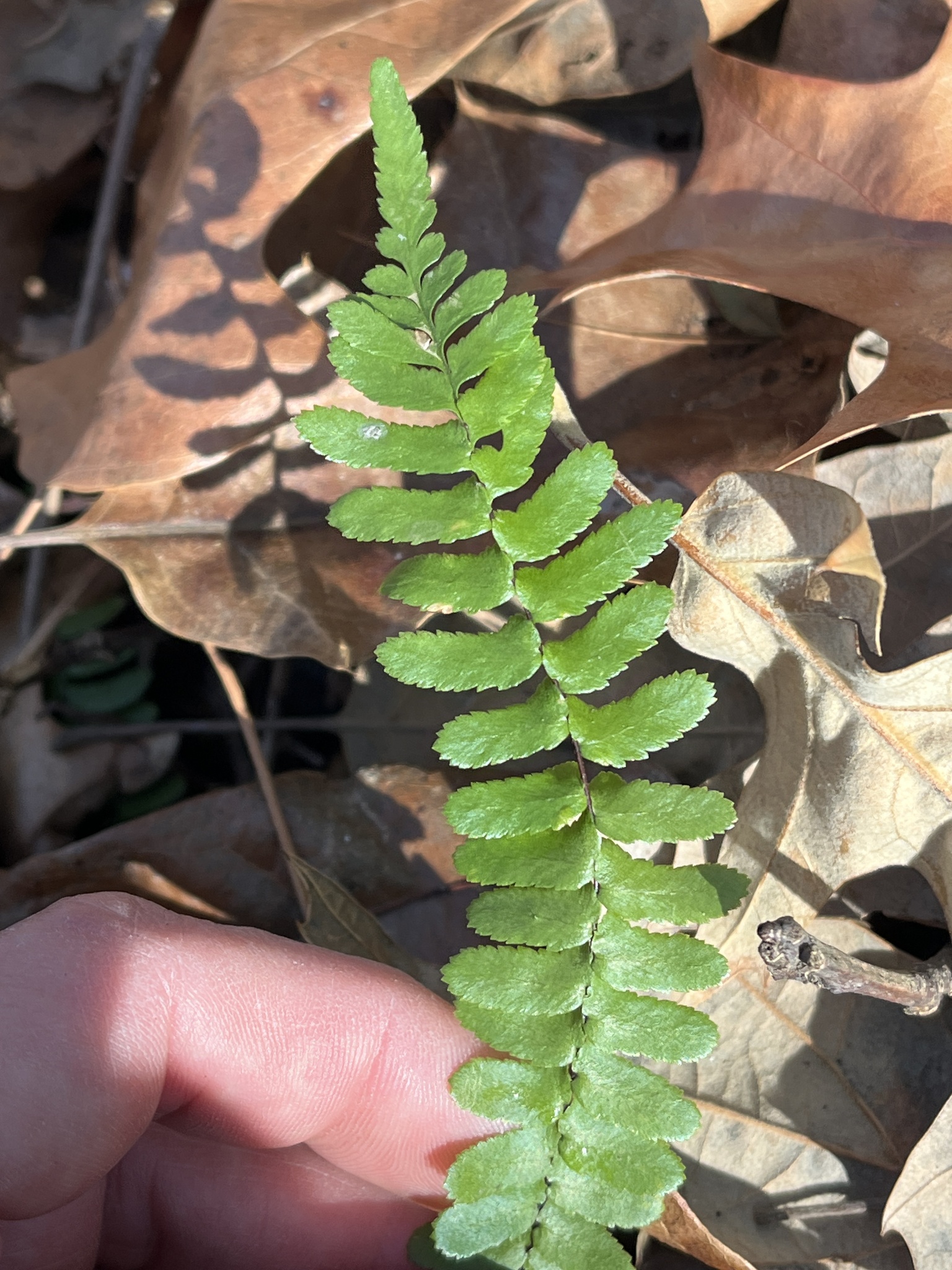Imagem de Asplenium platyneuron