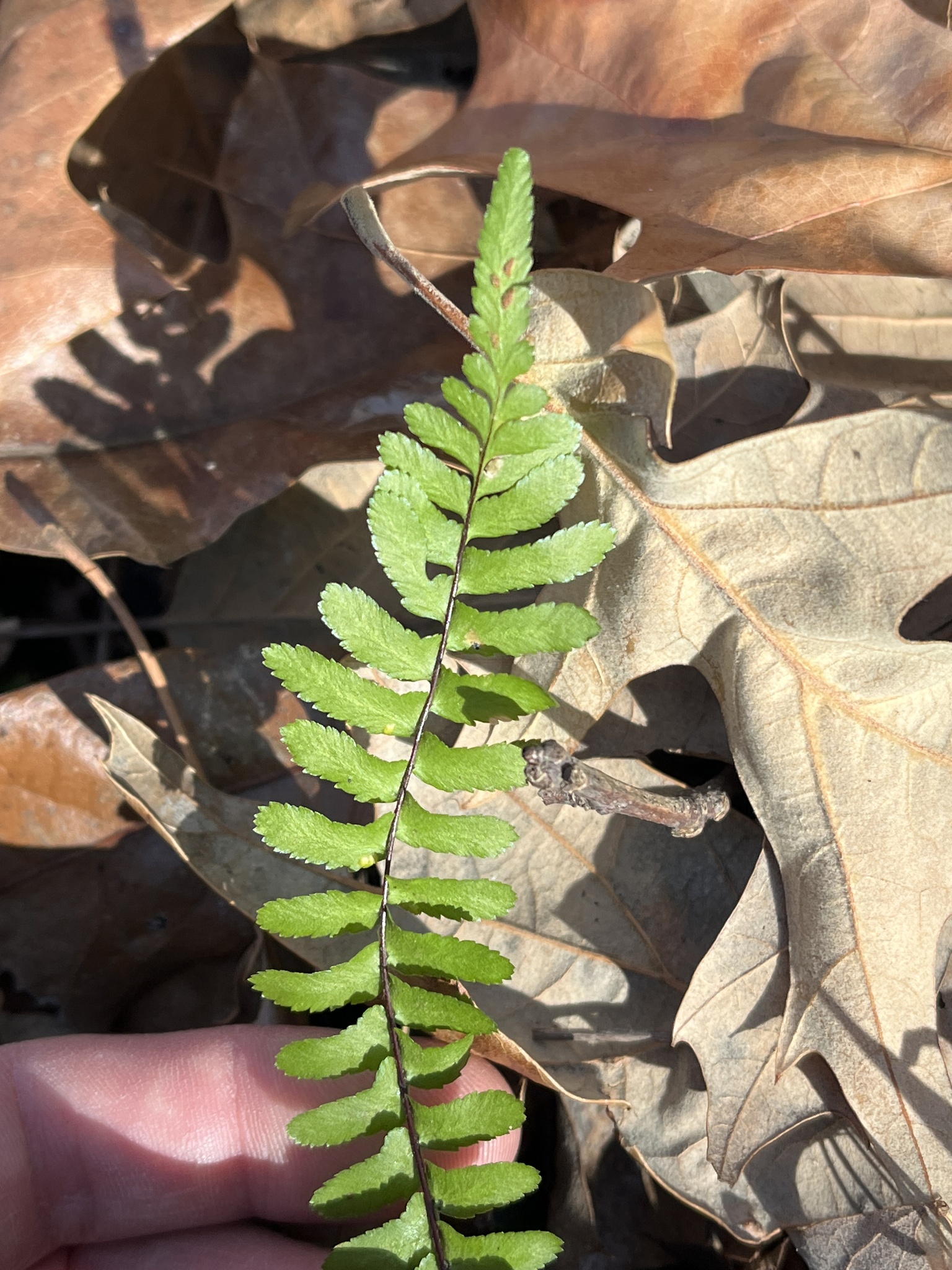 Imagem de Asplenium platyneuron