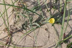 Oenothera mollissima