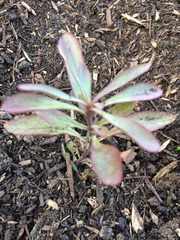 Penstemon heterophyllus australis