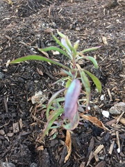 Penstemon heterophyllus australis