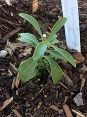 Penstemon heterophyllus australis