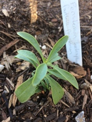 Penstemon heterophyllus australis