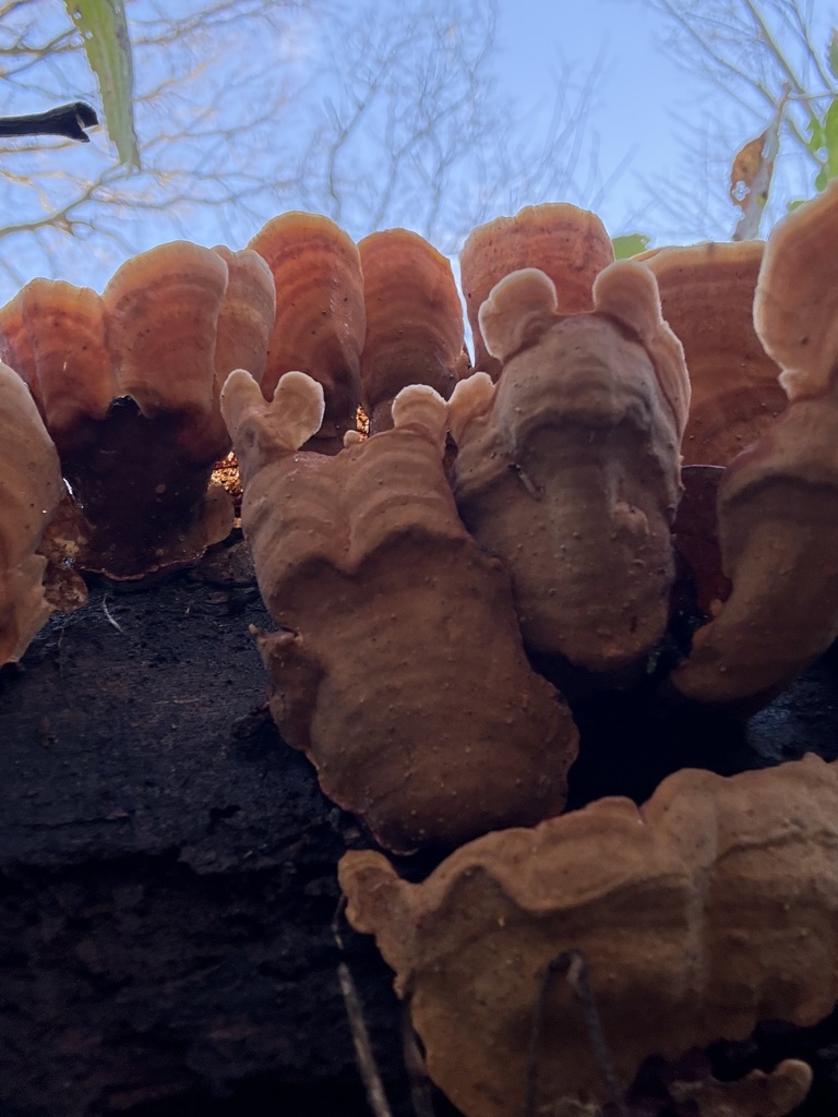Stereum insignitum · January 2026 · photo: © cjoynson (iNaturalist, cc0)