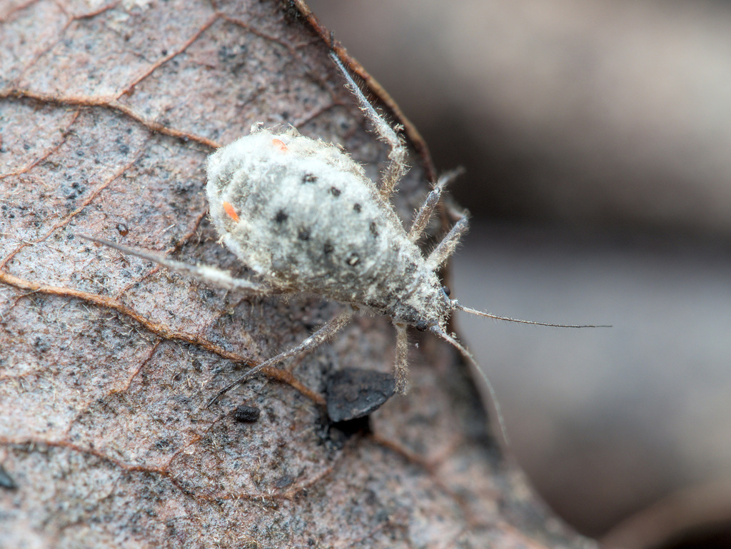 Large Waxy Willow Aphid