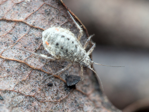 Large Waxy Willow Aphid