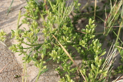 Baccharis linearifolia