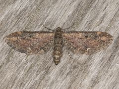 Eupithecia subapicata