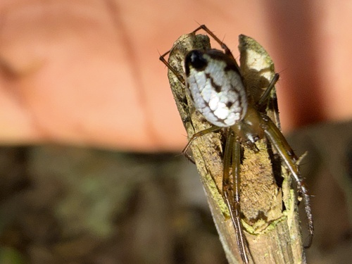 Blackspot Vlei Spider