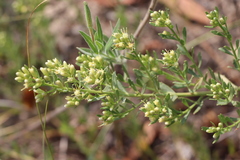 Baccharis linearifolia