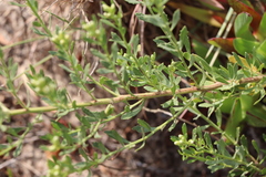 Baccharis linearifolia