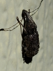 Meconemus infuscatus
