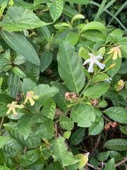 Oxyceros longiflorus