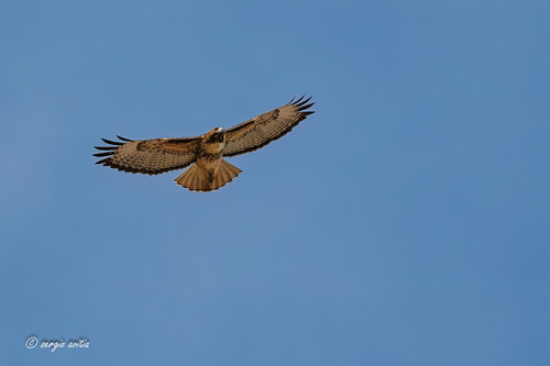 Red-tailed Hawk