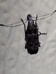 Meconemus infuscatus