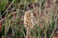 Pterocaulon lorentzii