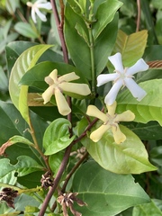 Oxyceros longiflorus