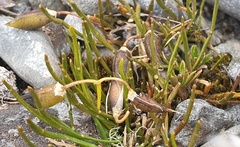 Carmichaelia uniflora