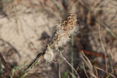 Pterocaulon lorentzii