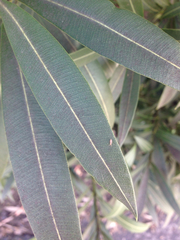 Entomobrya atrocincta