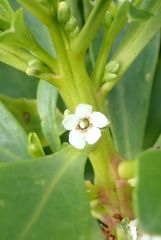 Myoporum insulare