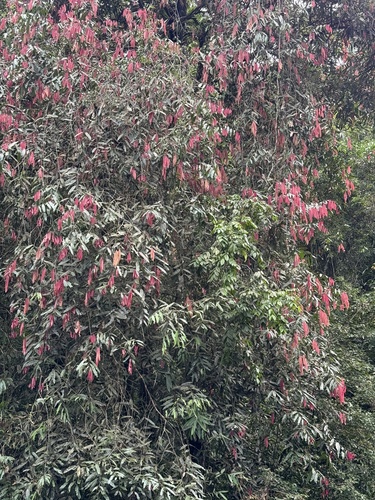Mesua ferrea (Mesua ferrea)