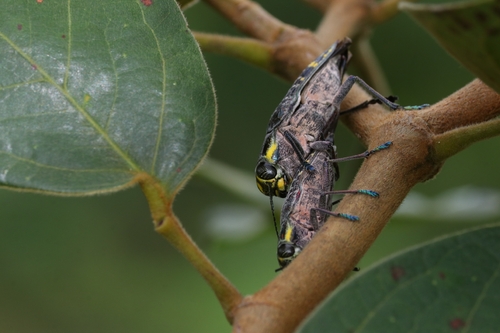 Psiloptera nattereri