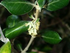 Olearia traversiorum