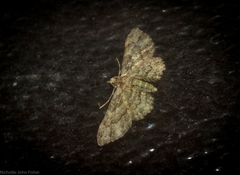 Chloroclystis mniochroa