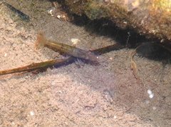 Caridina