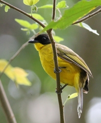 Rubigula melanicterus