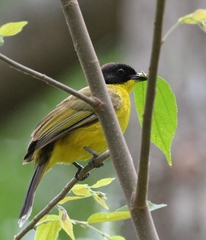 Rubigula melanicterus