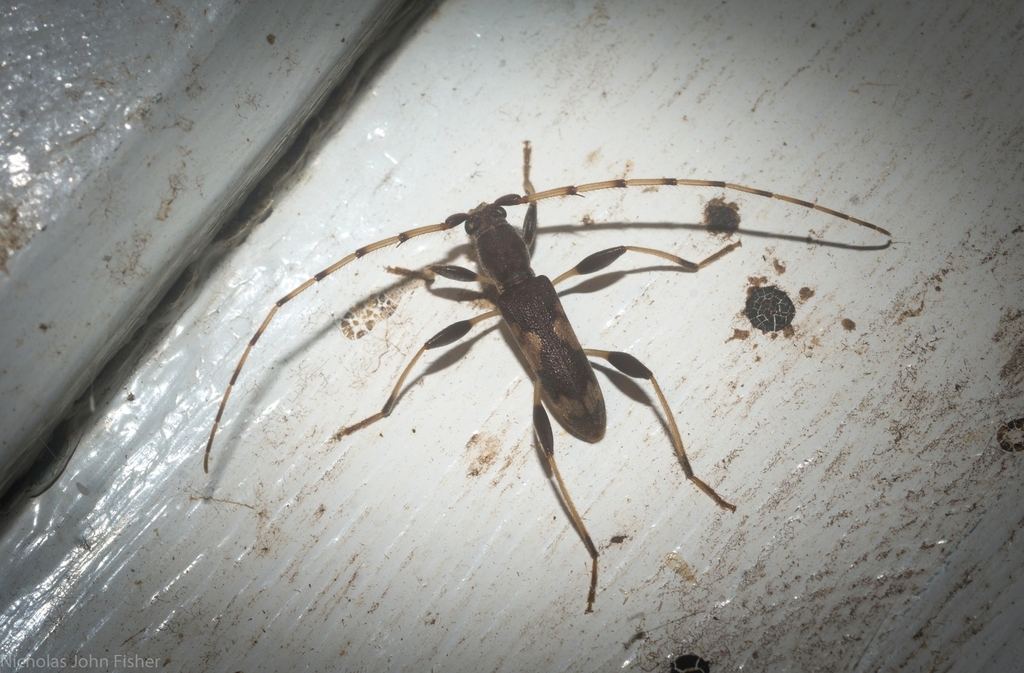 Porithodes plagiata
