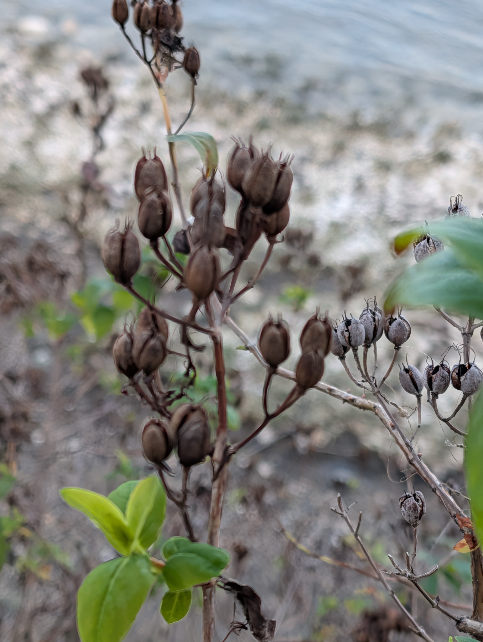Stinking St John's wort