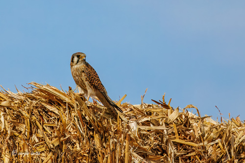 American Kestrel